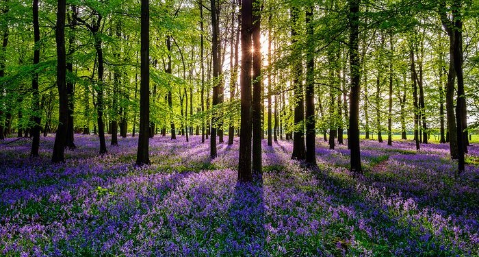 Purple flowers in a lovely field for spring